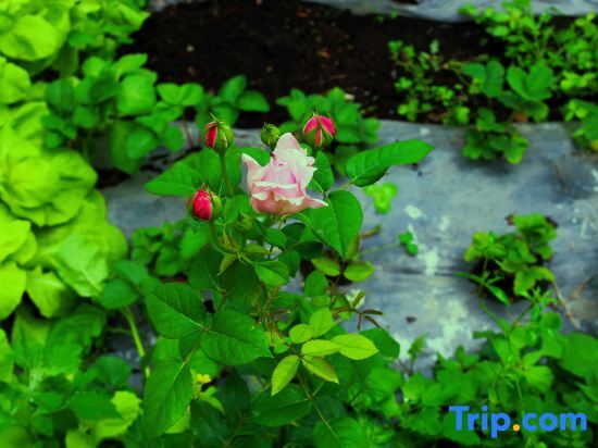 Кюнес: Nala Jacquard Garden Homestay
