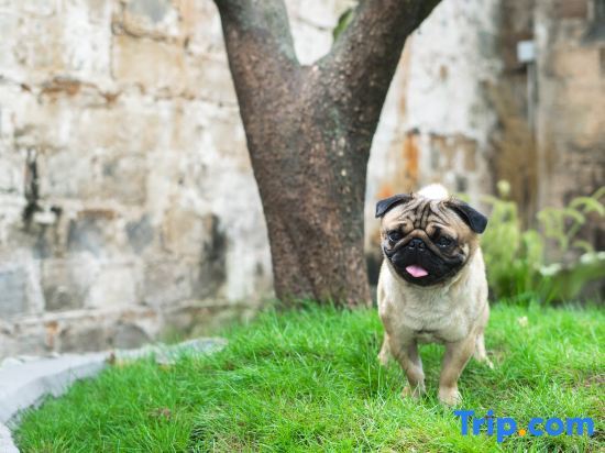 Хуаншань: Hongcun Daiqingfang Nanhub Huizhou Ancient Style Experience Homestay