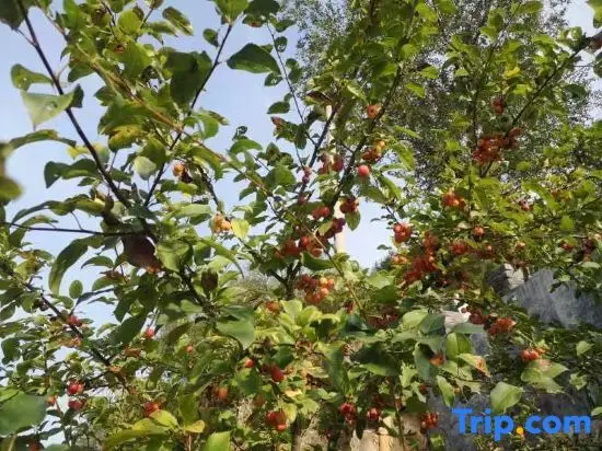 Шицзячжуан: Xibaipo Xiaohang Homestay