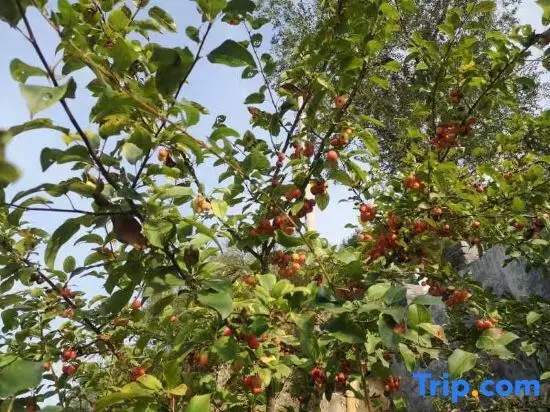 Шицзячжуан: Xibaipo Xiaohang Homestay