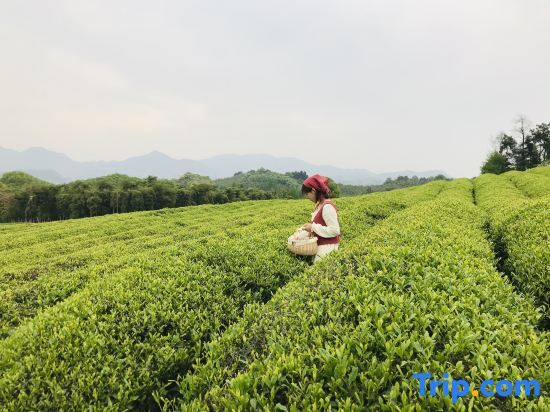 Хучжоу: Deqing, Mogan Mountain, Mo see Rainbow Homestay