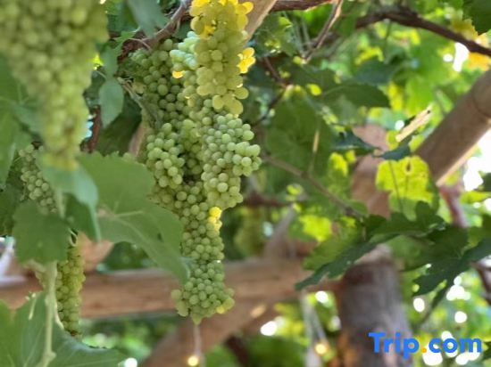 Турпан: Munarge Homestay (Turpan Yuefengsuji Branch)