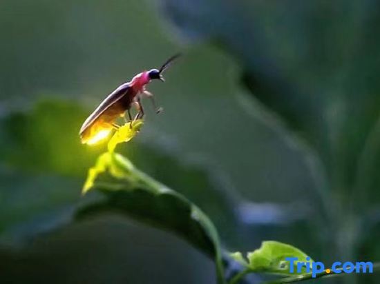 Яань: Yunqi Yougu Private Tang Homestay Ya'an Bifengxia Branch