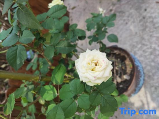 Шанхай: Shanghai Muxi Garden Homestay (Chongming Forest Park)