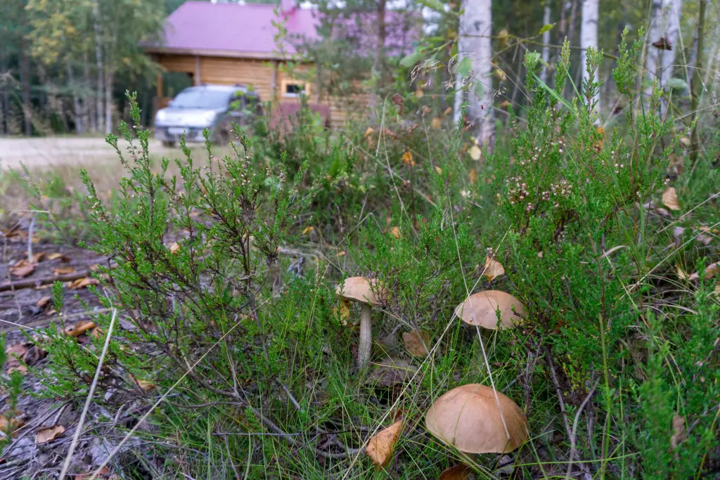 Пряжа: Lintula Guest house