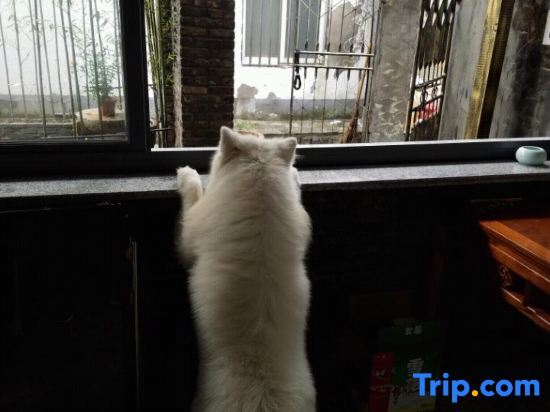 Шанхай: Gujingfang homestay in Shanghai
