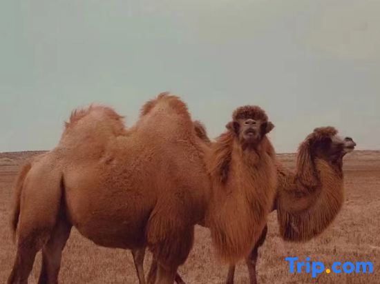 Чжунвэй: Zhongwei Moshang Fanxing Desert Star Watching Homestay