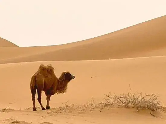 Чжунвэй: Enjoy the Starry and Desert Scenery Hotel