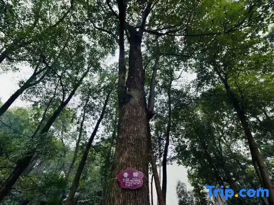 Ичан: Longshan Garden Hotel