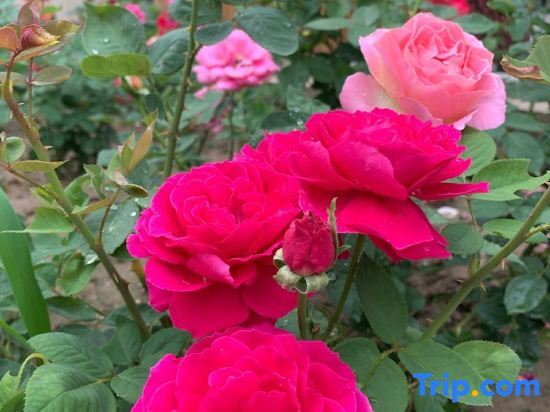 Пекин: Beijing Saibei Mountain House B&B