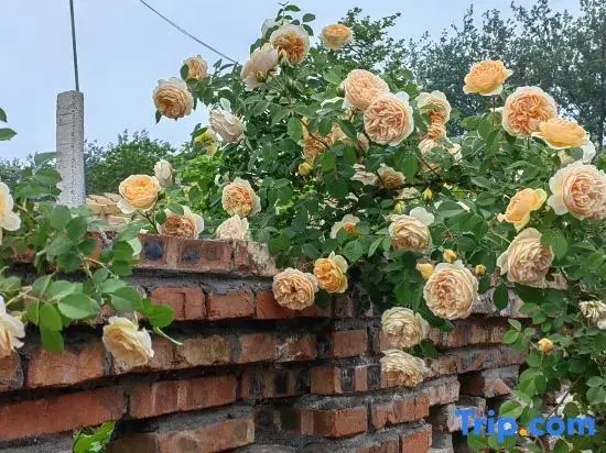 Чжоукоу: Zhoukou Feiyi Culture Homestay