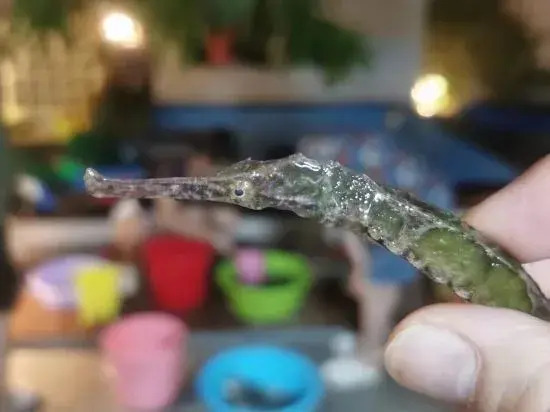 Линшуй: Lingshui Yinanwan Homestay (Nanwan Monkey Island Branch)