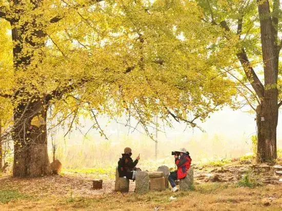 Суйчжоу: Suizhou Millennium Ginkgo Valley Twins·Youxing Homestay