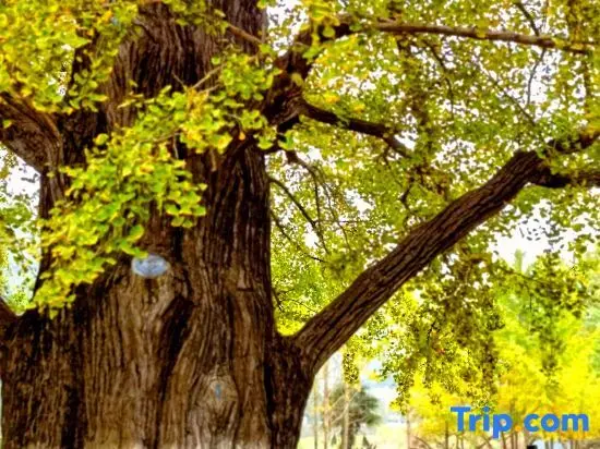 Суйчжоу: Suizhou Millennium Ginkgo Valley Twins·Youxing Homestay