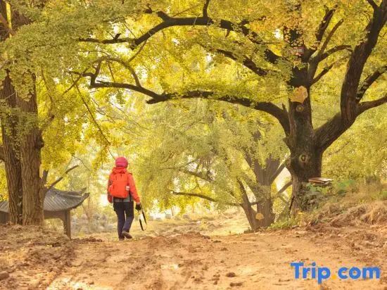 Суйчжоу: Suizhou Millennium Ginkgo Valley Twins·Youxing Homestay