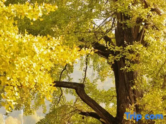 Суйчжоу: Suizhou Millennium Ginkgo Valley Twins·Youxing Homestay