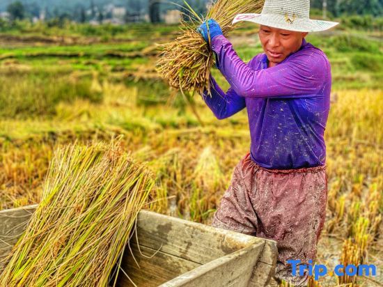Пугао Лаочжай: Yuanyang Yunshang Homestay