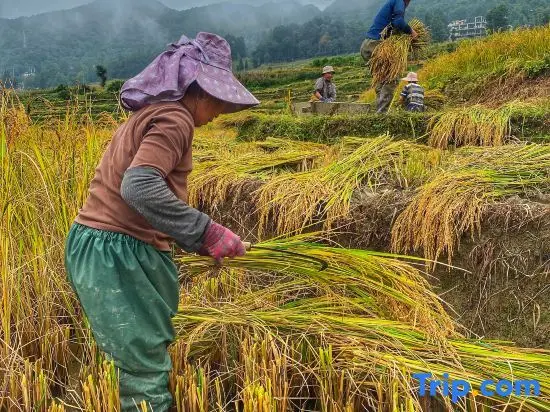 Пугао Лаочжай: Yuanyang Yunshang Homestay