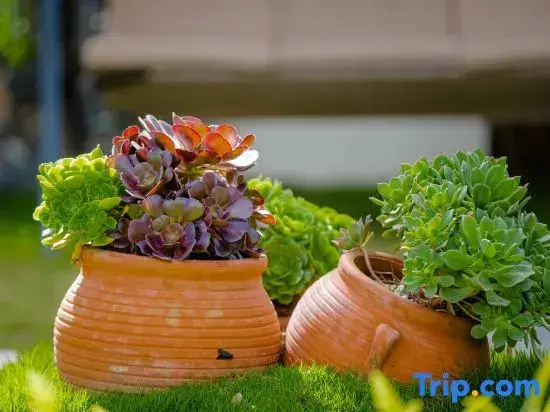 Лицзян: Moye Luxury Snow Mountain View Courtyard Coffee Garden Impression Holiday Beauty Su