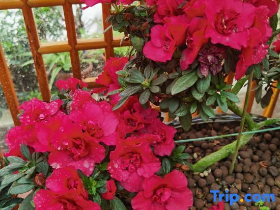 Шанхай: Shanghai Pinxiangyuan Homestay
