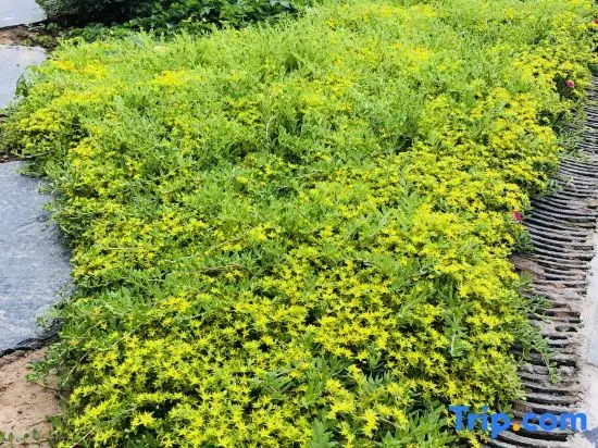 Тяньцзинь: Tianjin Wuyue Xiangyu Boutique Homestay