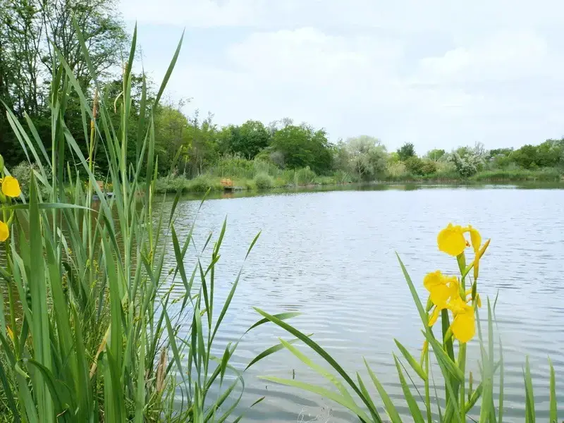 Армавир: Campsite Ozero Udachi