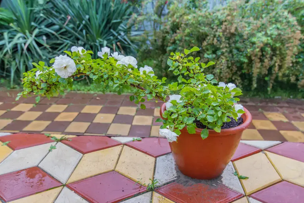 Пляхо: Гостевой дом Green House