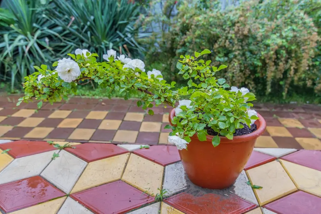 Пляхо: Гостевой дом Green House
