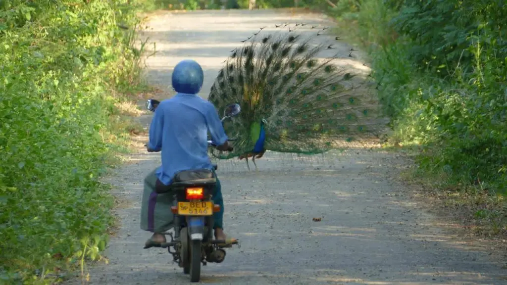 Мараколлия: Peacock Family Stay