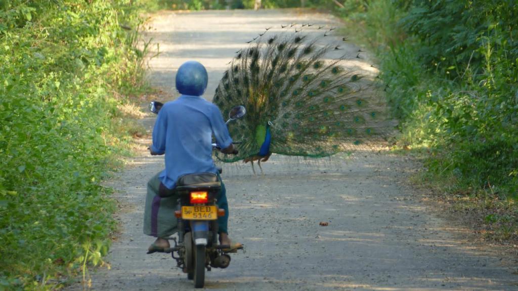 Мараколлия: Peacock Family Stay