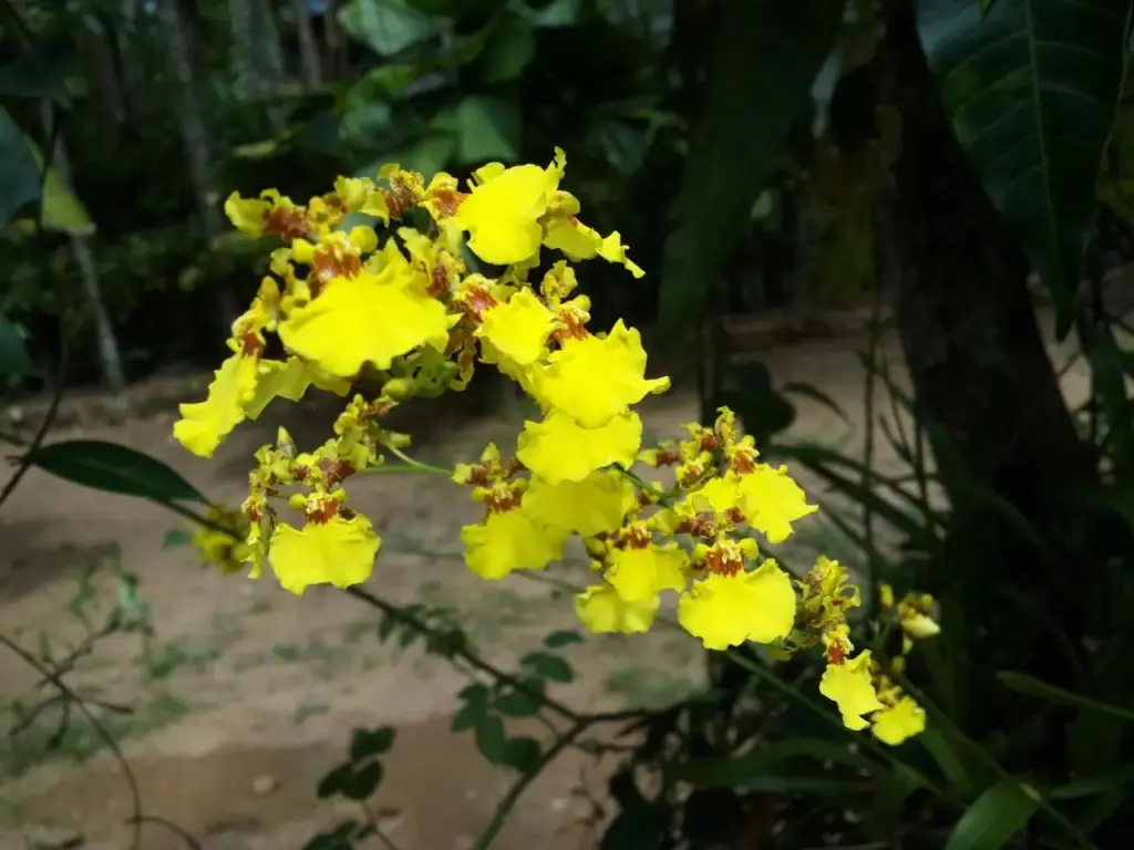 Денийяйя: Deniyaya Guest House