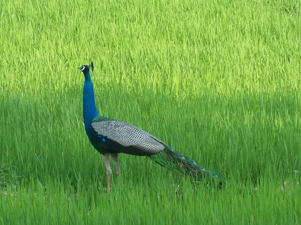 Тиссамахарама: The Green View Yala