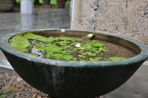 Ахунгалла: Homestay Orchid