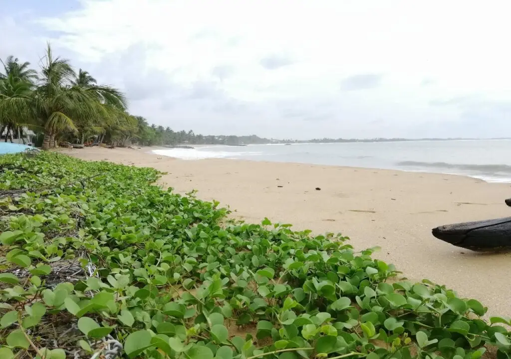 Тангалла: Mars Hotel Tangalle