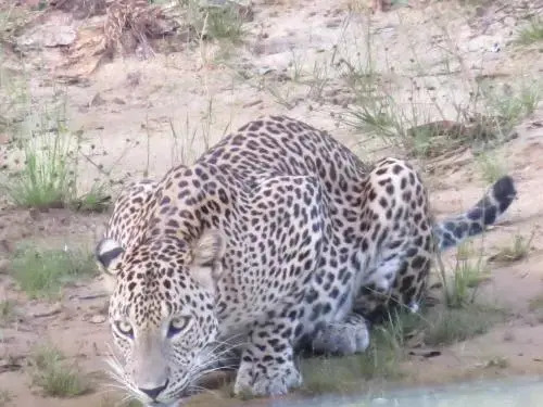 Палатупана: Ruhunu Safari Camping