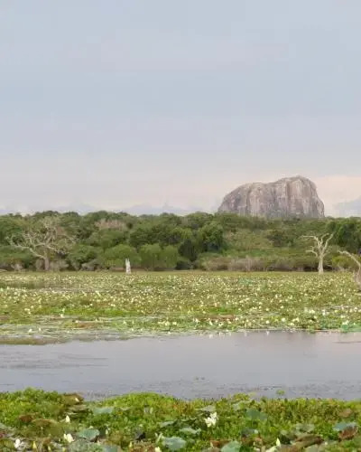 Палатупана: Ruhunu Safari Camping