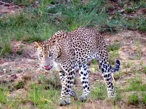 Палатупана: Ruhunu Safari Camping