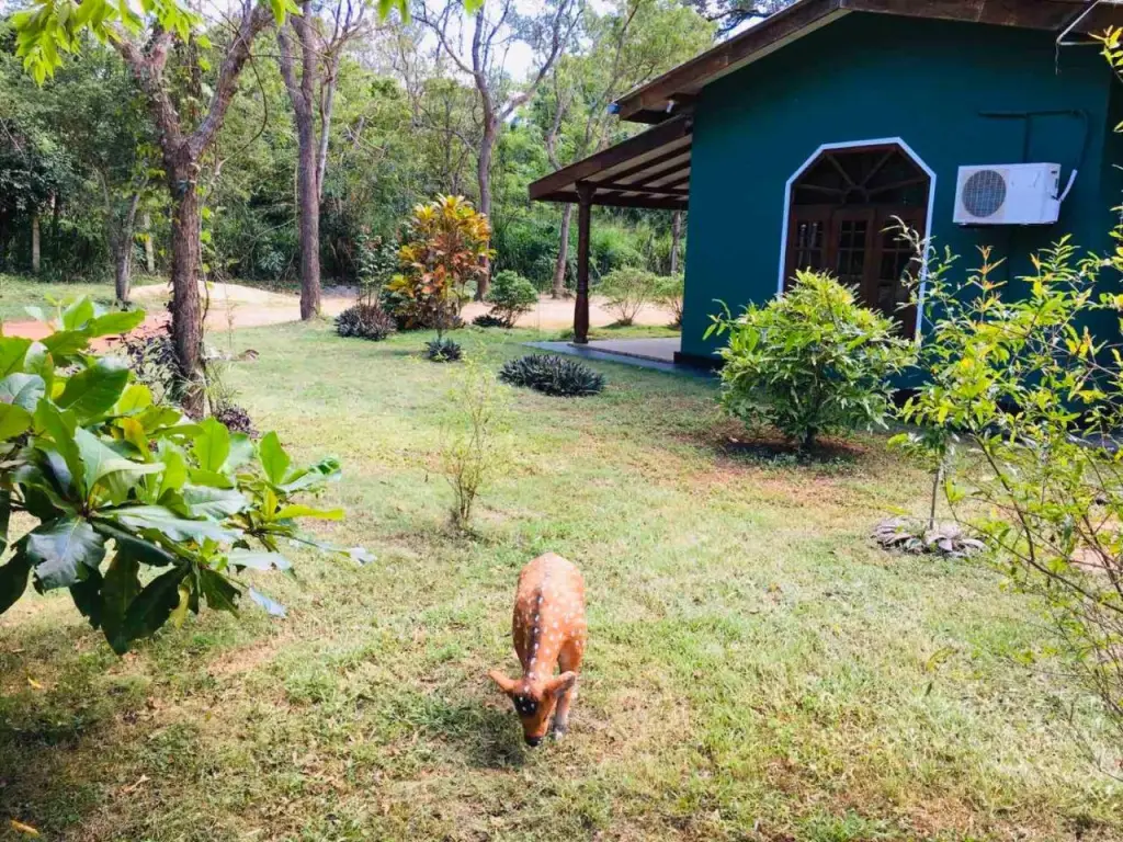 Сигирия: Greenwood Hotel Sigiriya