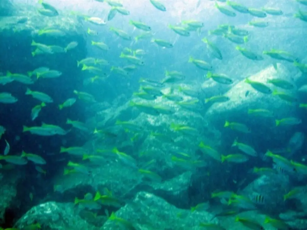 Баттикалоа: Deep Sea Resort Batticaloa