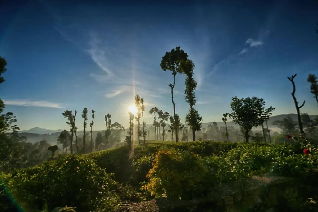 Элла: The Tea Tree Resort