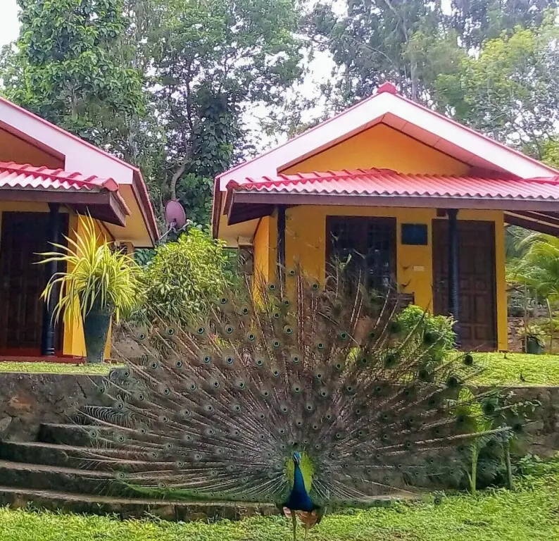 Тиссамахарама: Yala Hedul Villa