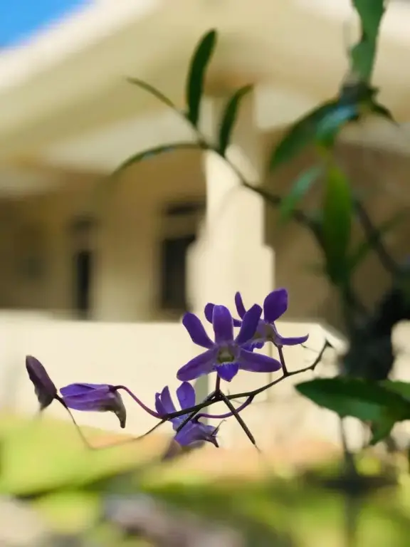 Nilupul Gardens — фото 1
