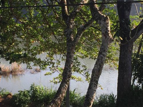 Канди: 241, River View