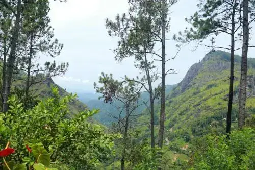 Элла: Dream view
