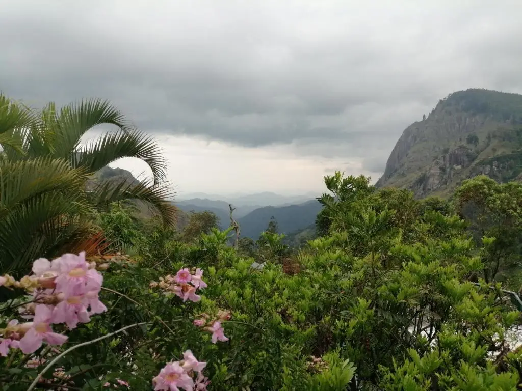 Элла: Tea Garden Holiday Inn