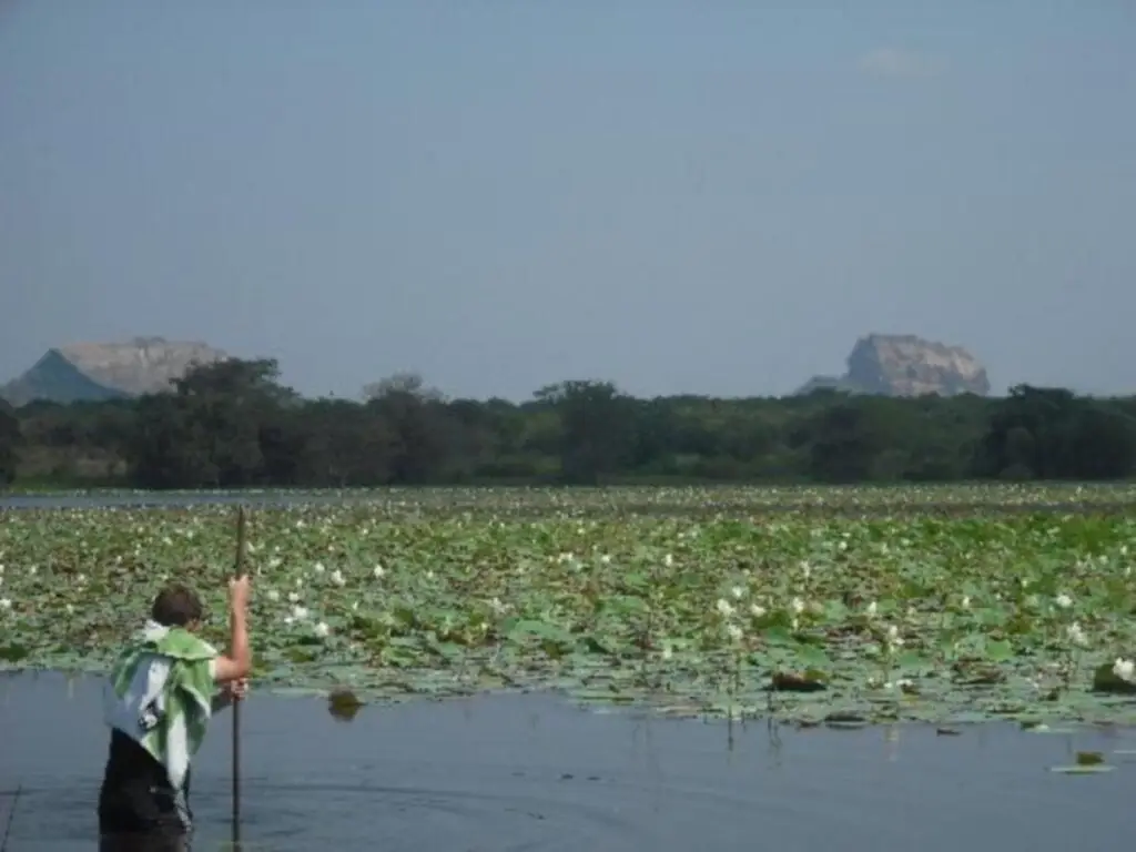 Сигирия: Thick forest sigiriya