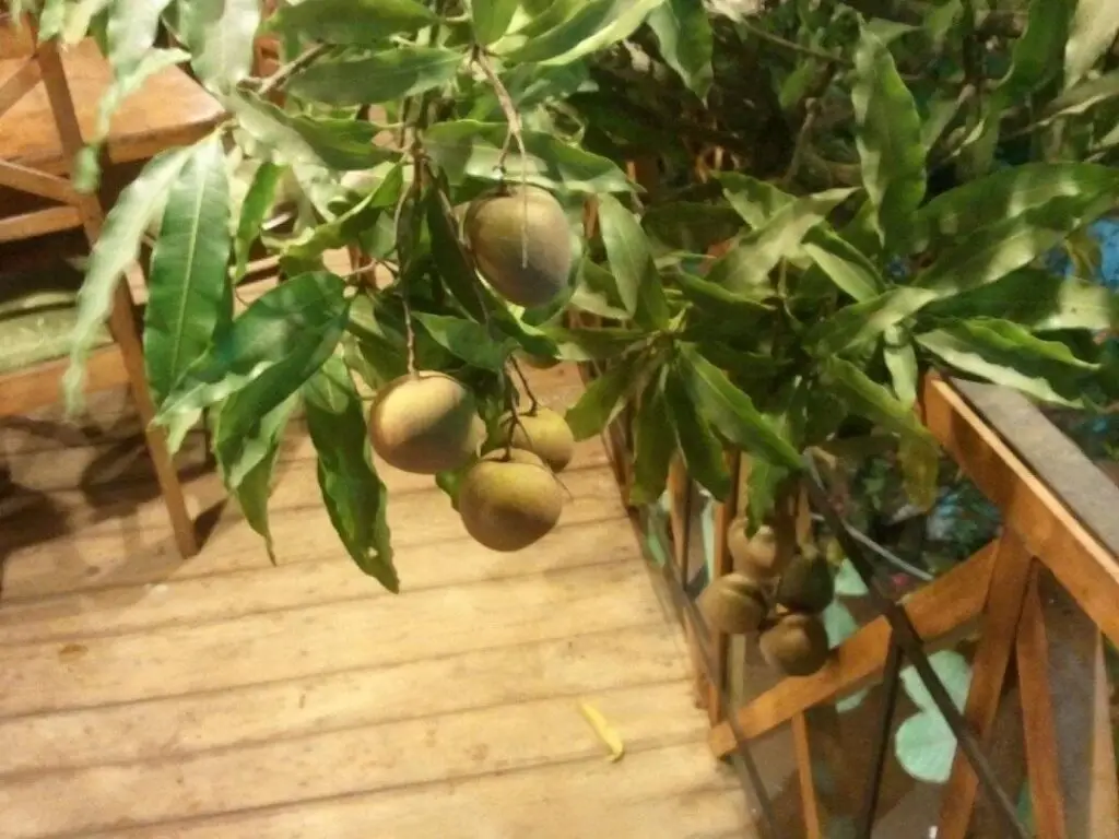 Канди: Hotel Mango Garden