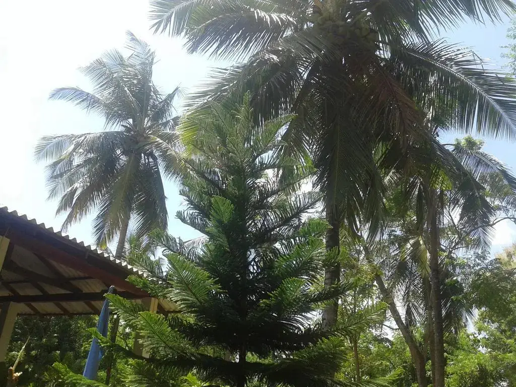 Дамбулла: Nil Diya Holiday Resort