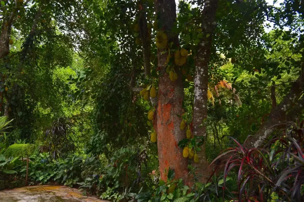 Канди: Ivy Banks Anniewatte Guest House
