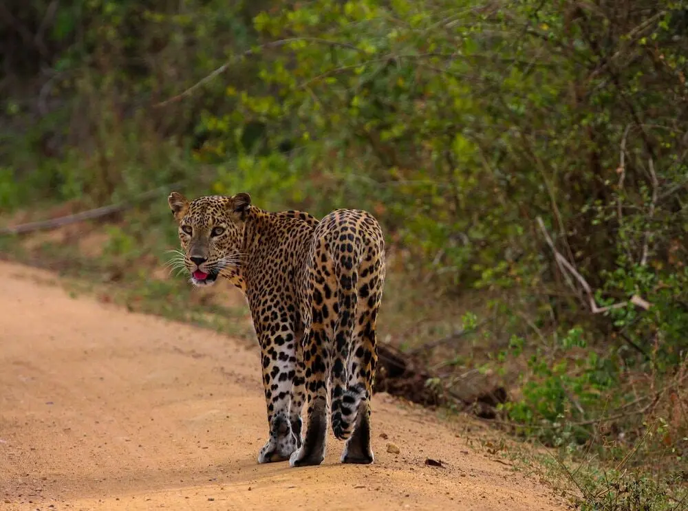 Палатупана: Yala National Park Camping